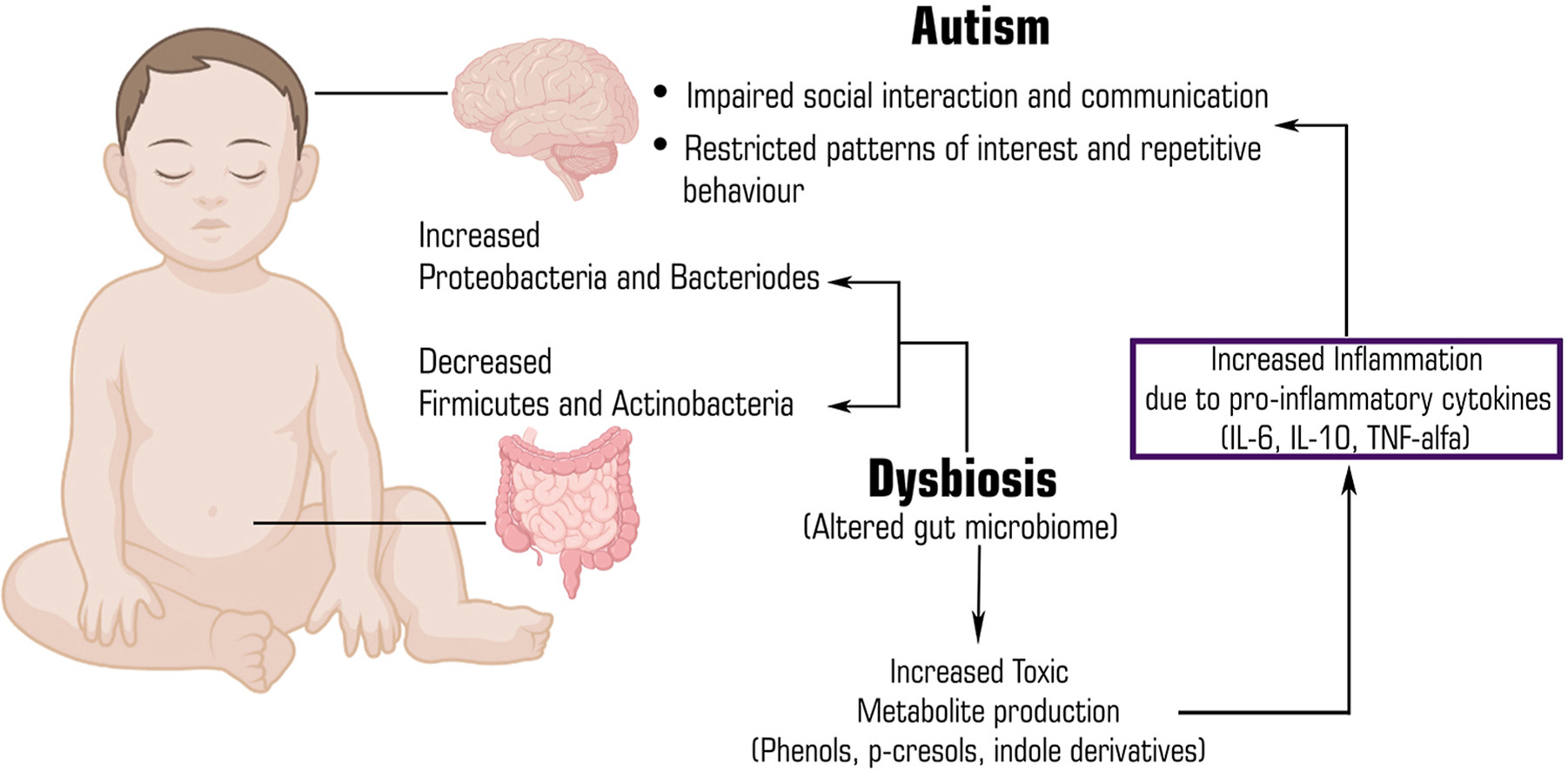 The Gut-Brain Axis in Autism